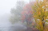 Autumn Trees In Fog_08591-2